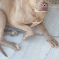 سگ پیتبول|سگ|شیراز, لب آب|دیوار