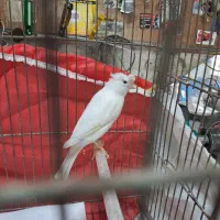 قناری نر سفید کاکلی مستخون درشت