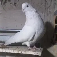 کبوتر سفید|پرنده|ارومیه, |دیوار