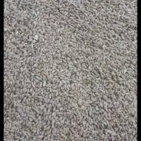 بزر‌گندم‌شیبان|خوردنی و آشامیدنی|اهواز, زرگان|دیوار