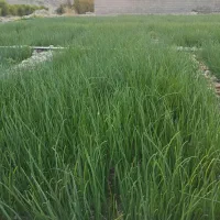 ف وش تیم پیاز محلی