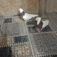 سلام یک جفت طوقی سرحال قیمت ۹۰۰ تومان|پرنده|مشهد, منزل آباد|دیوار