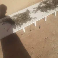 دکور چوبی|کتابخانه، شلف، قفسههای دیواری|یزد, |دیوار