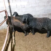 بره نر قره قزل افشاری|حیوانات مزرعه|آذرشهر, |دیوار