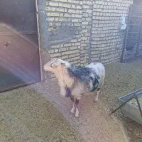 بره نر رومانوف|حیوانات مزرعه|ورزنه, |دیوار