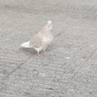 کبوتر فوق پرش|پرنده|گرگان, |دیوار