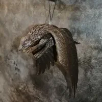 قرقی مهر دار آنتیک