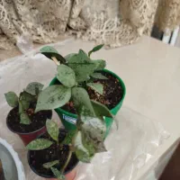 هویای قلبی و هویای کروهنیانا.انار.نارنگی لیمو ترش|گل و گیاه طبیعی|تبریز, |دیوار