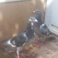 جفت جوانه آردن