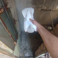 کبوتر کاغذی دم سفید نر
