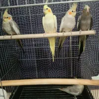 پرنده (عروس هلندی)