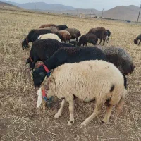 میش افشاری|حیوانات مزرعه|اصفهان, تیران|دیوار