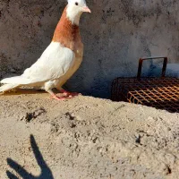 فروش  طوقی شازده|پرنده|مرودشت, شهرک بسیجیان|دیوار