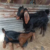 بزو وبزغاله|حیوانات مزرعه|سرپل ذهاب, |دیوار