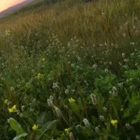 زمین مناسب باغ شهری