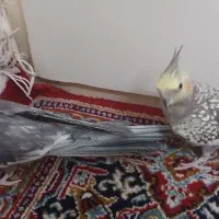 یک جفت عروس هلندی