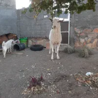 سلام‌دوستان‌نربزسانن|حیوانات مزرعه|مشهد, سجاد شهر|دیوار