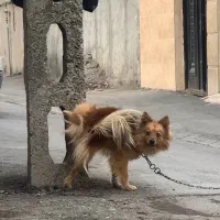 پامرانین دو ساله