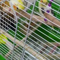 بهترین نژاد طوطی عروس زعفرانی نر|پرنده|رشت, سعدی (تختی)|دیوار