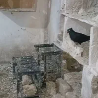 کبوتر دمسفید
