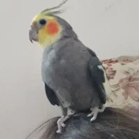 عروس هلندی و جوجه|پرنده|یاسوج, |دیوار