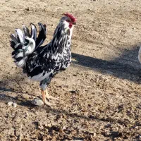 خروس جوان گلین سیاه سفید