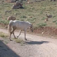 اسب مادیان کرد|اسب و تجهیزات اسبسواری|پادنا, |دیوار