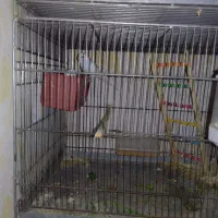 پاک کردن میگو دسته بندی