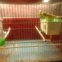 مرغ عشق|پرنده|اردبیل, |دیوار