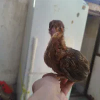 4عدد جوجه محلی صحیح سالم