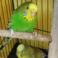 یک جفت قناری مولد