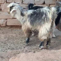 بیگ|حیوانات مزرعه|مسجد سلیمان, |دیوار