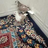 کفتر شیرازی