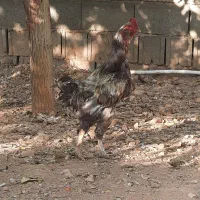 خروس لاری|حیوانات مزرعه|شیراز, سجادیه|دیوار