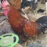 خروس ومرغ