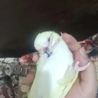 طوطی راهب کواکر کرمینو سخنگو