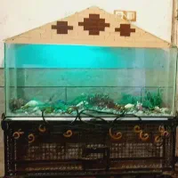 اکواریوم|ماهی|خرمشهر, |دیوار