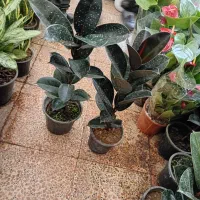 خدمات باغبانی به تمام نقاط تهران گلکاری حرس کاری