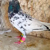 سوسکی زاغ سار پلنگ کرمونی دمسفیدشاخدارساده شیرازی|پرنده|تربتحیدریه, یحیی آباد|دیوار