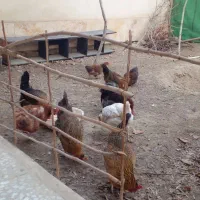 مرغ و خروس و نیمچه