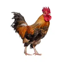 خروس فروشی