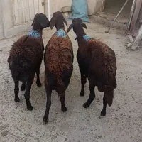 سه عدد میش پیر