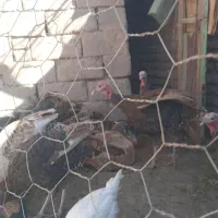 ۱۱عددبوقلمون فروشی|حیوانات مزرعه|راین, |دیوار