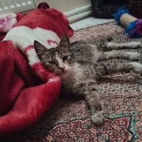 واگذاری گربه نر|گربه|تبریز, |دیوار