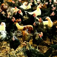 مرغ سفید هلندی عمده ،مرغ سیاه کشتنی خروس مشکی