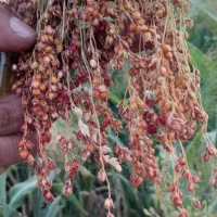 دسته ای ۶۰ هزار زیاد ببری کمتر حساب میکنم|لوازم نظافت|کوهدشت, |دیوار