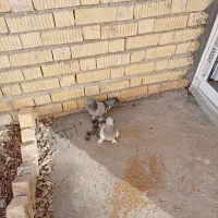 یک‌جفت‌کبوتر‌پلاکی‌به‌شرط|پرنده|اقلید, |دیوار