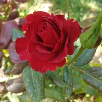 راهنمایی وکیل