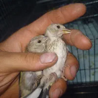 جوجه سهره تعداد|پرنده|گلستان (تهران), |دیوار