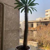 نخل ماداگاسکار